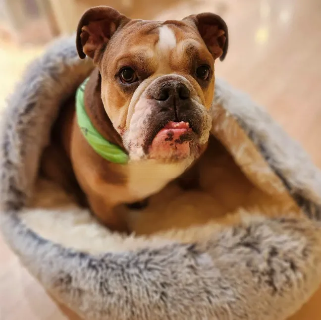furhaven™