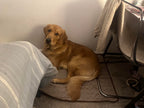 CoolPup Pad™ Pet Colling Pad