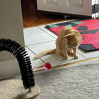 TwistTail™ Pet Play Chase Ball